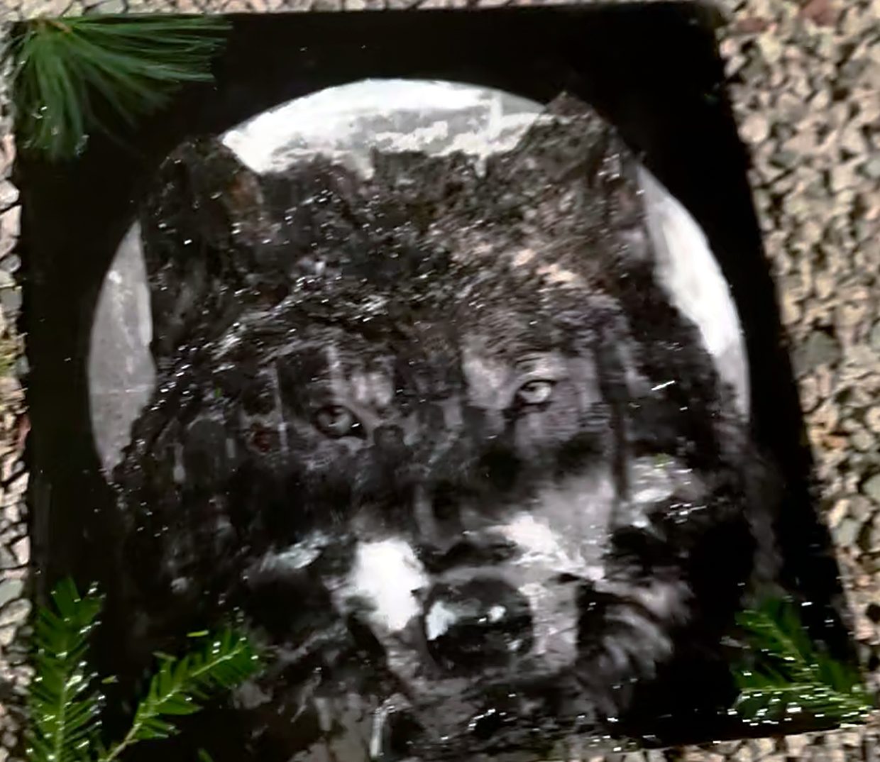 Black and white wolf in front of a full moon on wood, with pine sprigs in resin